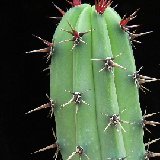 Myrtillocactus cochal (Misión San Fernando, Baja California, Mexico)